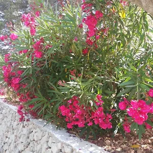  Apartamento Cala Galdana España